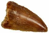 Serrated Raptor Tooth - Real Dinosaur Tooth #298190-1